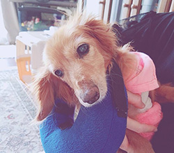お客さまの声　伊勢崎市　犬のペットシッター（訪問介護）