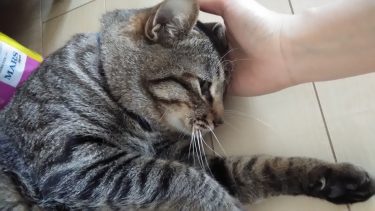 伊勢崎市　猫のペットシッター　 ココちゃん＆ふーた君