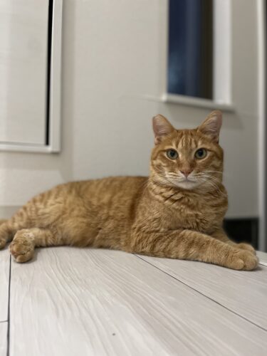 新里町　猫のペットシッターウィスキー&プリンちゃん　お客様の声