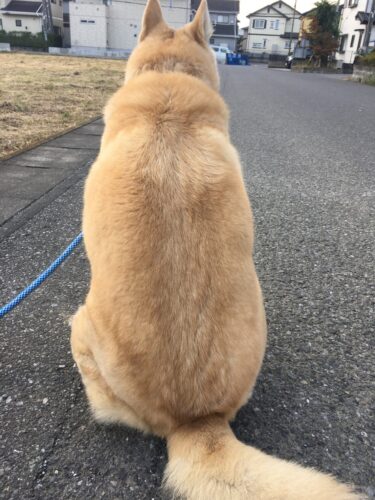 お客様の声　太田市　犬のペットシッター