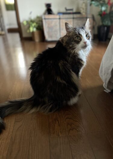 伊勢崎市　猫のペットシッター　桃太郎くん