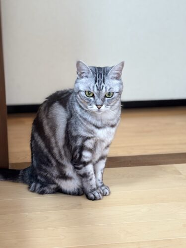 桐生市　猫のペットシッター　 ひめちゃん