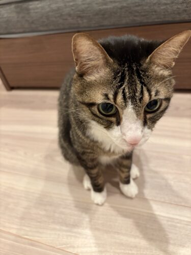 伊勢崎市　猫のペットシッター　ぶんきちくん