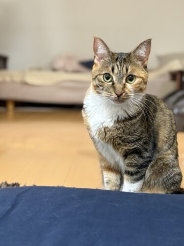 伊勢崎市　猫のペットシッター　　　そらくん&うみちゃん