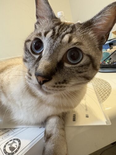 太田市　猫のペットシッター　トラくん&ヒナちゃん