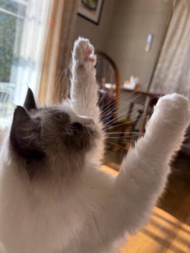 伊勢崎市 猫のペットシッター あおいちゃん