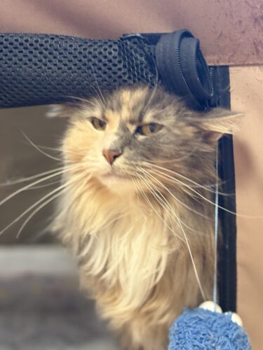 伊勢崎市 猫のペットシッター みぞれちゃん&はなちゃん