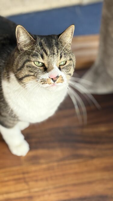 太田市　猫のペットシッター　トラくん