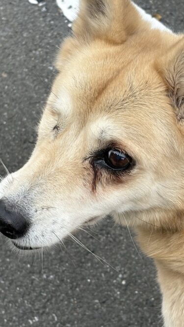 太田市　高齢犬のペットシッター　スティッチちゃん