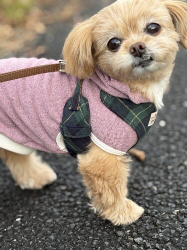 もっと早くからお願いすればよかったと感じました|伊勢崎市 みるくちゃん お客様の声