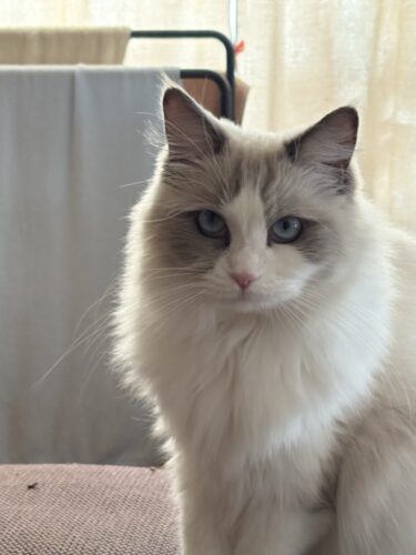 伊勢崎市　猫のペットシッター　あおいちゃん　お客様の声
