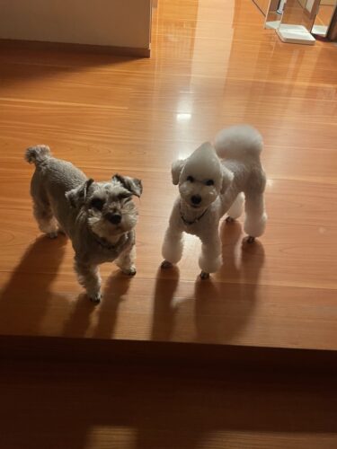 とても大切に扱っていただけたのがわかります|伊勢崎市アンジーちゃん&ポンポンくん お客様の声